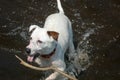 Dog fetching stick in water Royalty Free Stock Photo