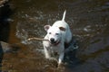 Dog fetching stick in water