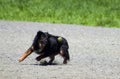 Dog Fetching Tennis Ball