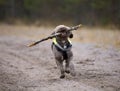 Dog fetching a wooden stick. Royalty Free Stock Photo