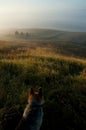 Dog in a field. Beautiful sunrise