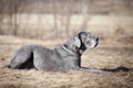 Dog in the field