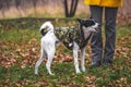 Dog in the field with orange leaves. A dog in clothes walks on the street and eats a tasty treat from his hand Royalty Free Stock Photo