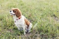 Dog in the field Royalty Free Stock Photo