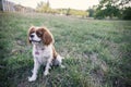 Dog in the field Royalty Free Stock Photo