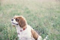 Dog in the field Royalty Free Stock Photo