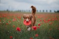 Dog in the field of poppies. Nova Scotia Duck Tolling Retriever, Toller. Royalty Free Stock Photo