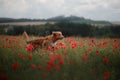 Dog in the field of poppies. Nova Scotia Duck Tolling Retriever, Toller. Royalty Free Stock Photo