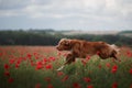 Dog in the field of poppies. Nova Scotia Duck Tolling Retriever, Toller. Royalty Free Stock Photo