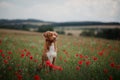 Dog in the field of poppies. Nova Scotia Duck Tolling Retriever, Toller. Royalty Free Stock Photo