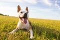 Dog in field portrait