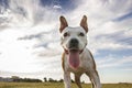 Dog in field portrait