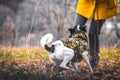 The dog in the field prepares to run. Standing next to a man in a funny pose. Basenji in clothes Royalty Free Stock Photo