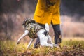 The dog in the field prepares to run. Standing next to a man in a funny pose. Basenji in clothes Royalty Free Stock Photo