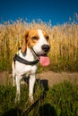 Dog in the fields in summer. Beagle dog on a walk in sun with tongue out.