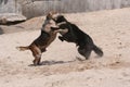 Dog fight