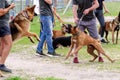 Dog fight during a walk-in dog park. German Shepherd and Boxer s Royalty Free Stock Photo