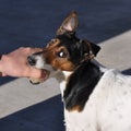 Dog and human playing with tennis ball Royalty Free Stock Photo