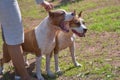 Two fighting dogs at the feet of the hostess close-up Royalty Free Stock Photo