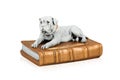 Dog figure on the book Royalty Free Stock Photo