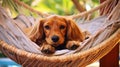 Dog resting in hammock outside