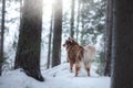 Dog Finnish Lapphund Breed