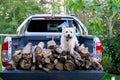 Dog and firewood logs on back of ute delivery truck in Kerikeri, Far North, Northland, New Zealand, NZ