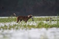 Dog with a fish kill and hunting