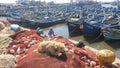 Dog and fisher nets with a man contemplating the view of blue boats in Essaouira, Morocco Royalty Free Stock Photo
