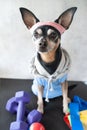 Dog fitness. Fitness and healthy lifestyle for pet. Dog trainer portrait in studio surrounded by sports equipment Royalty Free Stock Photo