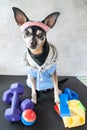 Dog fitness. Fitness and healthy lifestyle for pet.  Dog trainer portrait in studio surrounded by sports equipment Royalty Free Stock Photo