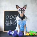 Dog fitness. Fitness and healthy lifestyle for pet. Dog trainer portrait in studio surrounded by sports equipment Royalty Free Stock Photo