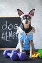 Dog fitness. Fitness and healthy lifestyle for pet. Dog trainer portrait in studio surrounded by sports equipment Royalty Free Stock Photo