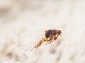 Dog flea Ctenocephalides canis on white fur