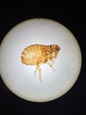 Dog flea (female)