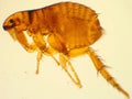 Adult dog flea under microscope 40x magnification