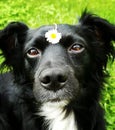 Dog with flower