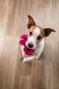 Dog with a flower. Valentine`s Day. Funny jack russell terrier. Pet at home plays