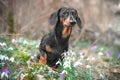 Dog on flowering meadow in forest on mountain slope. Crocuses, snowdrops, moss.