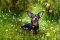 Dog on the flowering meadow, Love for pets. Theme love of flo Royalty Free Stock Photo