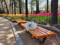 Dog and flowers in gimhae yeonji park, Gyeongnam, South Korea, Asia