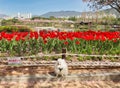 Dog and flowers in gimhae yeonji park, Gyeongnam, South Korea, Asia