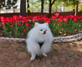 Dog and flowers in gimhae yeonji park, Gyeongnam, South Korea, Asia