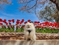 Dog and flowers in gimhae yeonji park, Gyeongnam, South Korea, Asia