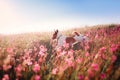 Dog in flowers Jack Russell Terrier