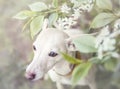 Dog,Flowers, sad