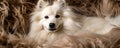 Dog with fluffy fur texture in the background Royalty Free Stock Photo