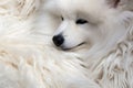 Dog with fluffy fur texture in the background Royalty Free Stock Photo