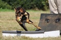 Dog Flyball racing