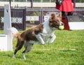 Dog on flyball schampionship Prague Royalty Free Stock Photo